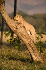 Lion Climbing Tree at Dawn, Masai Mara Game Reserve, Kenya