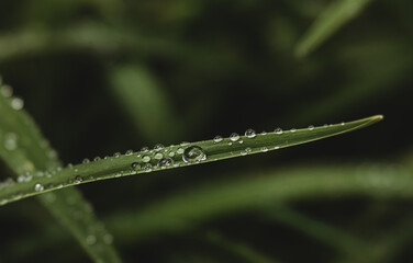 dew on grass