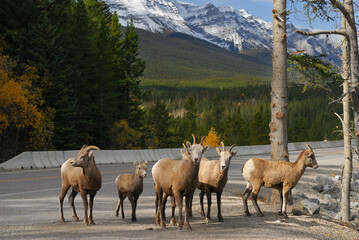 Group of curious Bighorn mountain sheep in Banff National Park