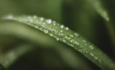 Obraz premium dew on a grass