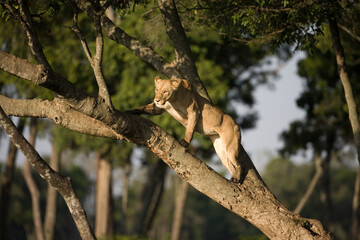 Lioness Climbing Tree, Masai Mara Game Reserve, Kenya