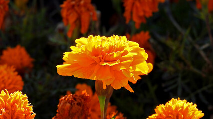 colorful flowers of a plant called marigold, which grows widely in urban flower beds in the city of Białystok in Podlasie, Poland