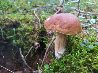 Boletus mushrooms in the forest