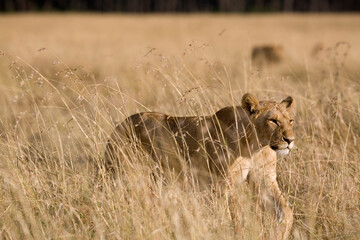 Lioness Walking in Tall Grass, Masai Mara Game Reserve, Kenya
