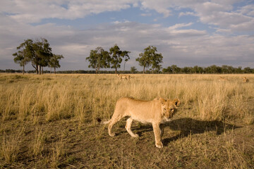 Obraz na płótnie Canvas Lion Walking in Tall Grass, Masai Mara Game Reserve, Kenya