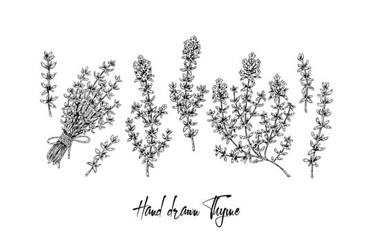 Hand drawn thyme branches and bunch vector illustration isolated on white. Botanical herbal plant in vintage sketch style. Thymus vulgaris.