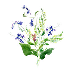 Blue Sweet Pea Bouquet, Floral Watercolor Arrangement, Hand Drawn Rustic Wild Herbal Flowers Clip Art