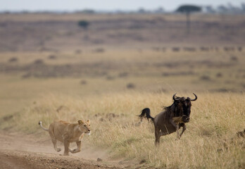 Lioness Chasing Wildebeest, Masai Mara Game Reserve, Kenya