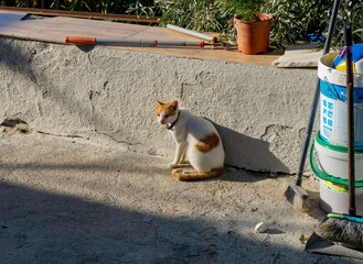 orange and white young cat sunbathing