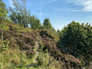 Hikers trail, through the woods above, Shibden Valley, with gorse, wild plants, and old trees in, Halifax, Yorkshire, UK