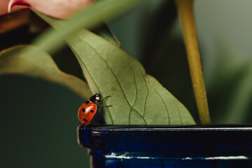 ladybird on a green leaf
