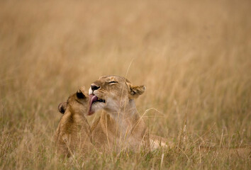 Lioness Grooming Cub, Masai Mara Game Reserve, Kenya
