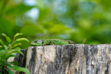 Zauneidechse, Lacerta agilis