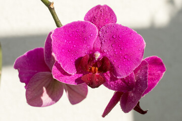 Close-up view of purple orchid flowers
