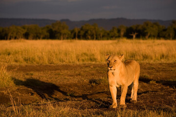 Lioness at Dawn, Masai Mara Game Reserve, Kenya