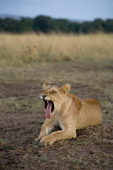 Fototapeta na wymiar Lion Yawning, Masai Mara Game Reserve, Kenya