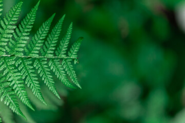 Fern in the forest close-up. Background of leaves.