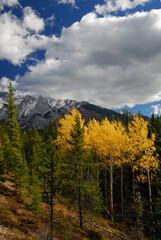 Stand of yellow Aspen trees in the Fall on a hillside in Banff National Park