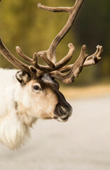 Portrait of a domesticated reindeer (Rangifer tarandus) taken on a sunny autumn day in Finland, Northern Europe © Kersti Lindström