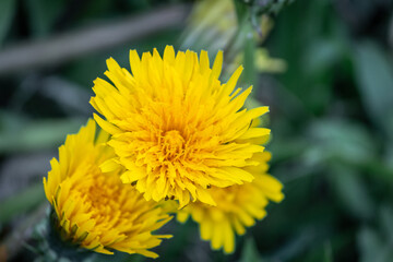 Dandelions close-up. Flower seeds. autumn.