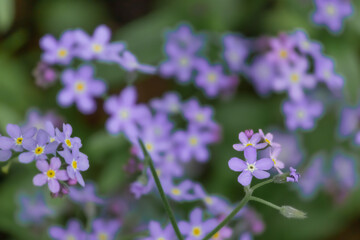 Forget-me-nots flowers in blue, close-up. Blue flowers on a green background.