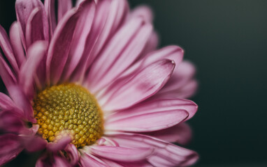 close up of a pink flower