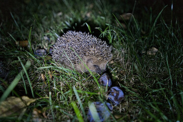 Kleiner, junger Igel in der nacht beim Zwetschgen essen