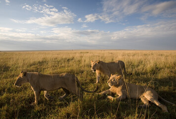 Lion Pride at Dawn, Masai Mara Game Reserve, Kenya