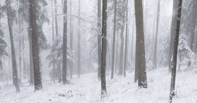 Magic snowflakes in foggy dreamy alpine forest landscape. Beautiful idillic winter snowy scenery. 