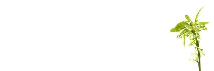 Green twig isolated on white