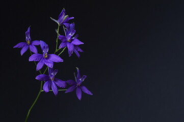 Fototapeta na wymiar Background with purple wildflower, Forking larkspur, Consolida regalis