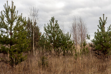 Autumn cloudy forest with coniferous and deciduous trees, close up.