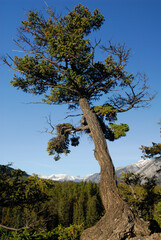 Douglas Fir tree above the Bow River at Banff