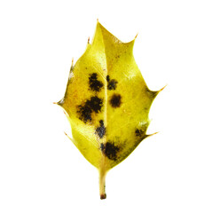 Naklejka premium Autumnal leaf isolated on white