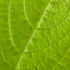 Green leaf of adzuki beans plant isolated on white background