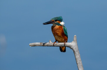 Common Kingfisher ( Alcedo atthis ) sitting on a branch