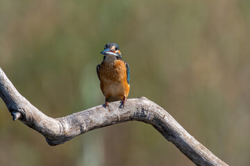 Common Kingfisher ( Alcedo atthis ) sitting on a branch