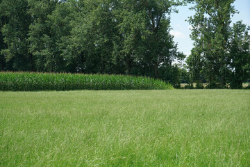 Fresh cultivated grass landscape with dense trees