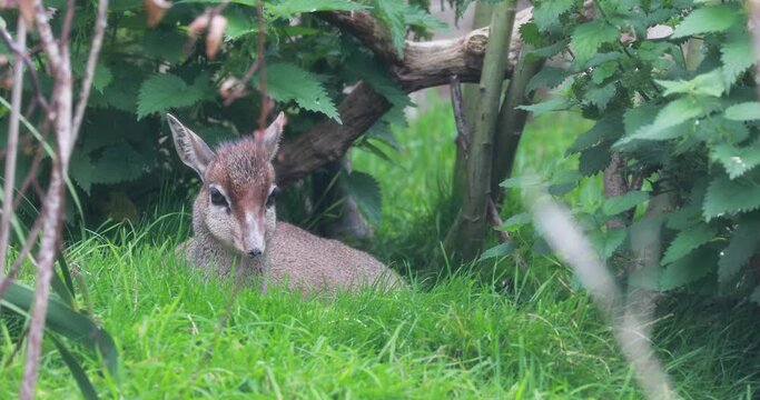 Kirk's tik-tik, Madoqua kirkii, lying down resting amongst grass and tree's.