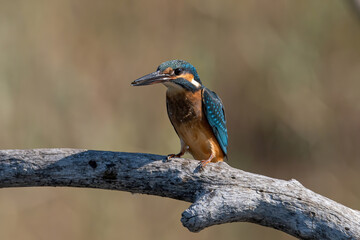 Common Kingfisher ( Alcedo atthis ) sitting on a branch