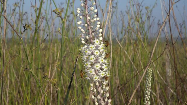 Wild Squill with lots of bees