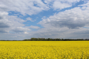 Fototapeta premium blooming rapeseed field under a bare sky with clouds