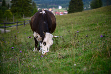  landscape with cows. Beautiful idyllic  