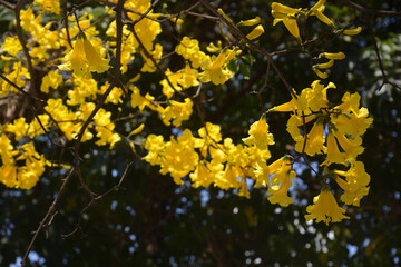 Ippe Amarello in full bloom
