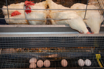 White Leghorn hens in cages laying white eggs