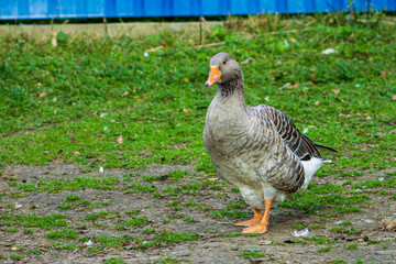 goose on the farm