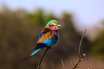 Lilac-breasted Roller