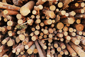 bunch of felled trees near a logging site. selective focus.