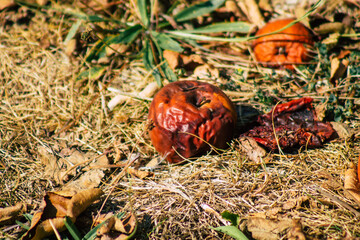 Closeup of rotting apples falling on the ground from the tree in the French countryside in Autumn