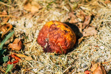 Closeup of rotting apples falling on the ground from the tree in the French countryside in Autumn